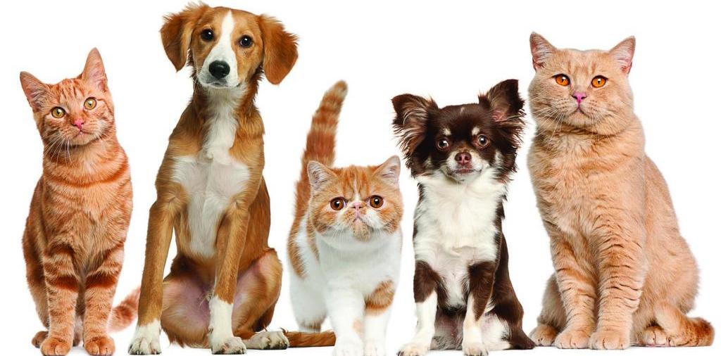 Доска объявлений о животных | ЗооТом - продажа, вязка и услуги для животных в Чусовом