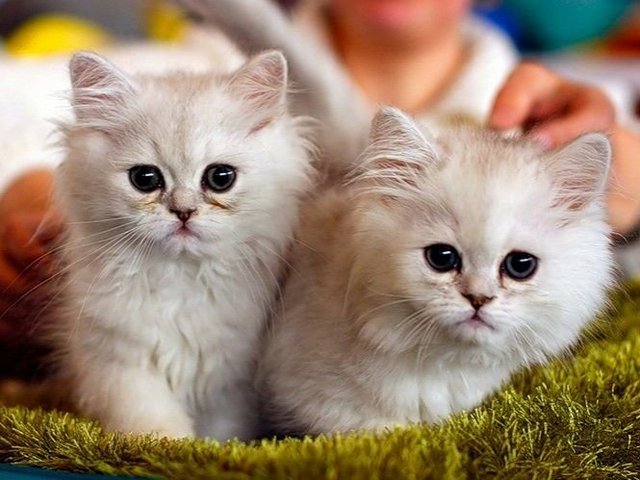 Породы кошек в Чусовом | ЗооТом портал о животных
