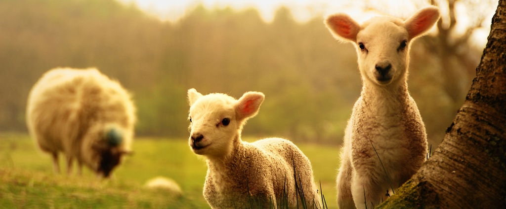 Объявления о сельскохозяйственных животных | ЗооТом - продажа, вязка и услуги для животных в Чусовом