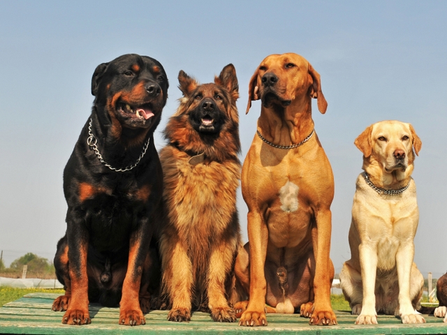 Крупные породы собак в Чусовом | ЗооТом портал о животных